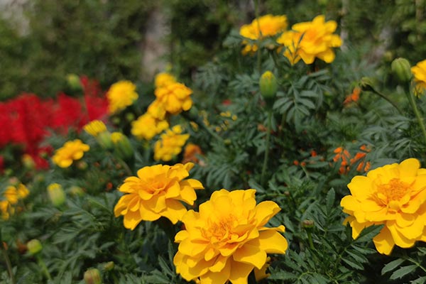 扫墓9朵菊花有什么意义，去济南公墓扫墓都送什么花？